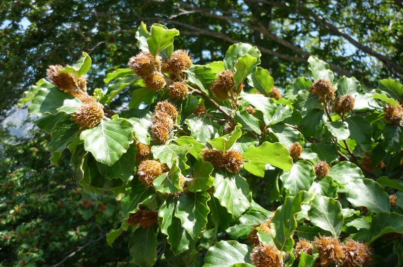 Fagus sylvatica / Faggio